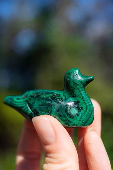 Malachite Duck